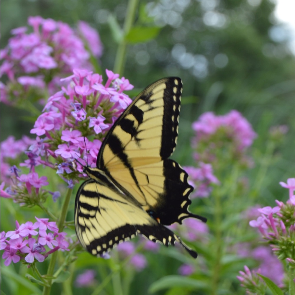 Meet your Posher, Bibi